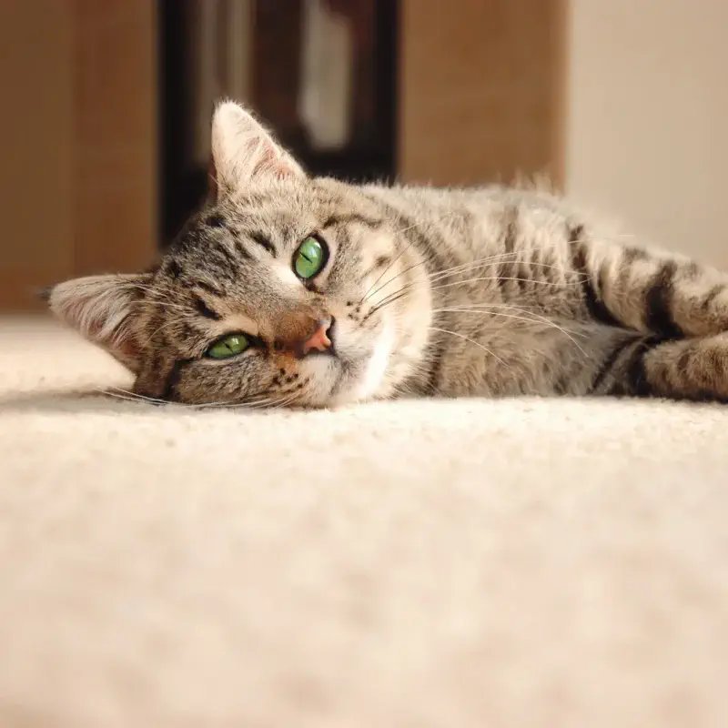 Bisbee's Flooring Center providing stain-resistant pet proof carpet in McFarland, WI